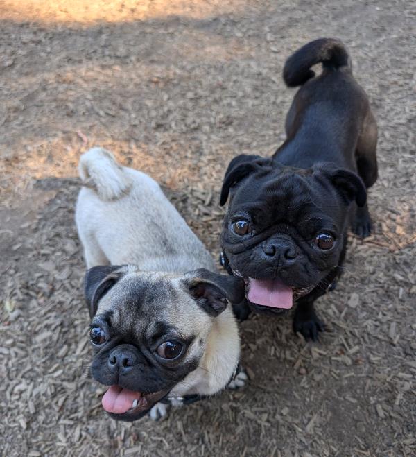 /Images/uploads/PUG NATION RESCUE OF LOS ANGELES/pugnation/entries/32177thumb.jpg